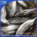 Sarda orientalis stripe tuna frozen bonito fish with prices 750g up